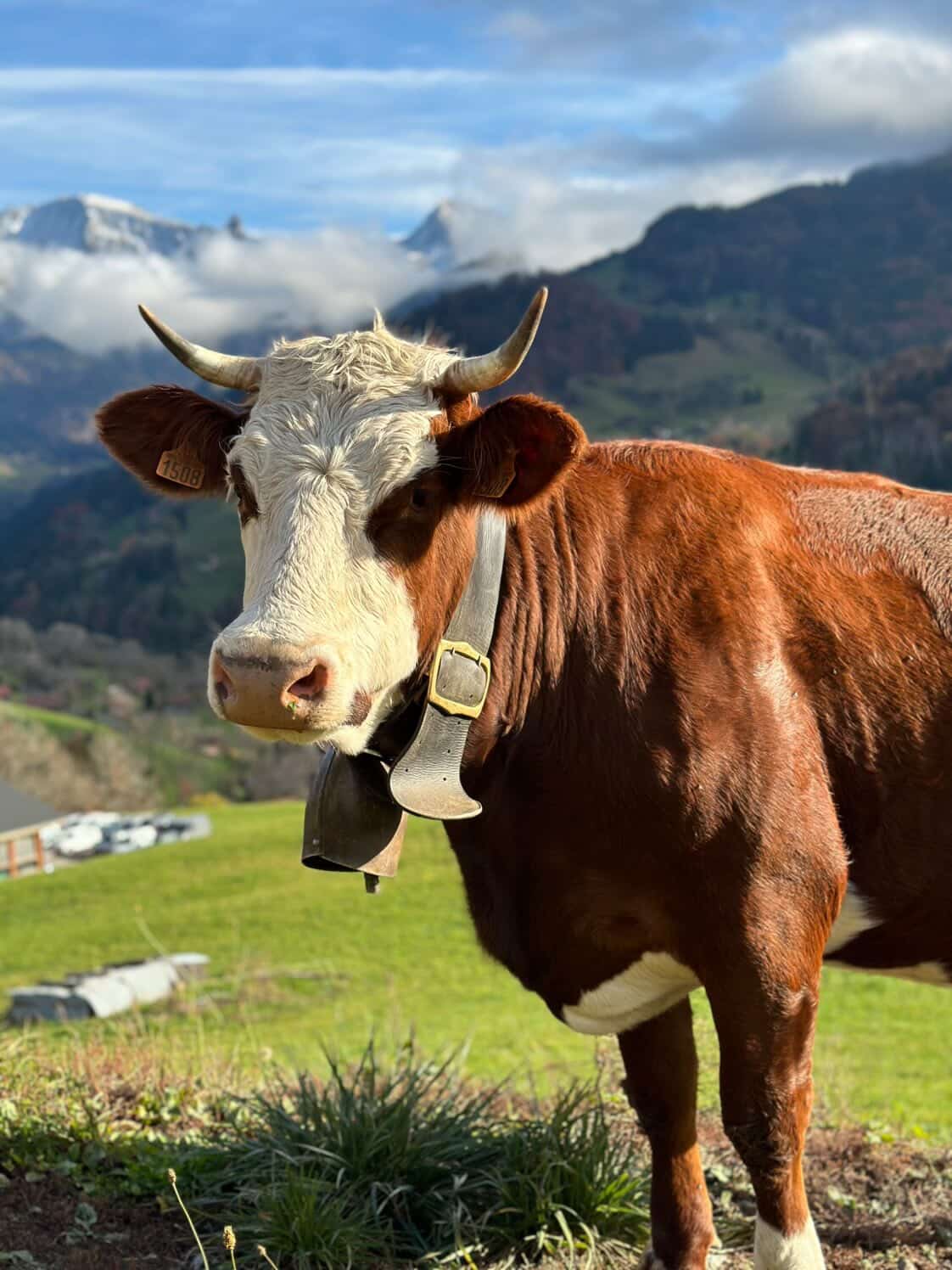 Vache dans les alpages